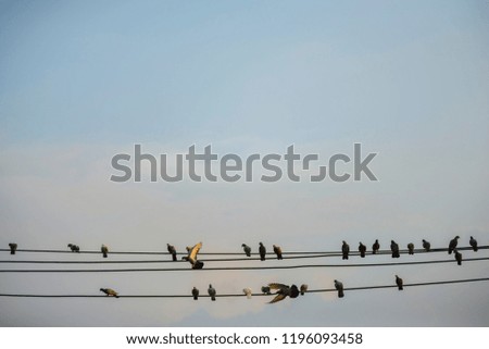 Group of birds on the high voltage cable.	