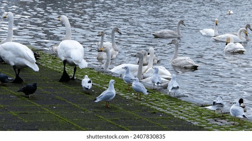 A group of birds on the shore of a lake in Reykjavik, Iceland. The group of birds consists of swans, gulls and pigeons - Powered by Shutterstock