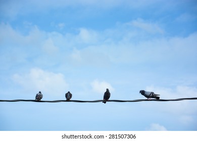 Group of birds on wire and blue sky