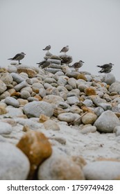 A Group Of Birds Rest On The Stones
Spanish Bay - Del Monte Forest, CA, USA - August 19 TH, 2018.