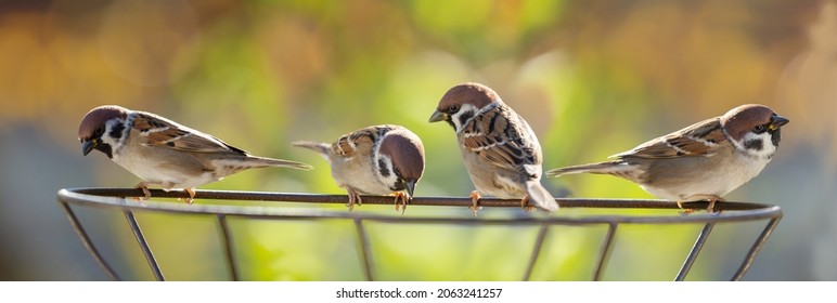 Group of birds sitting on metal stand over blurred background. Tree sparrow (Passer montanus) - Shutterstock ID 2063241257