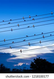 Group birds sitting on power lines sky blue background