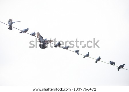 The group of birds that gather together, live on the electrical cable. There is a white background.