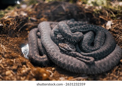 group of black adder in the sun