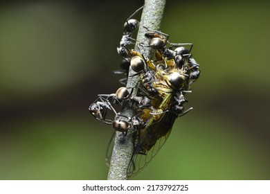 A Group Of Black Ants Is Eating A Cicada