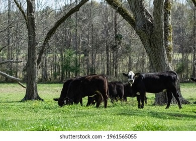 Group of black baldy stocker cattle grazing in a lush early springtime pasture under pecan trees.
