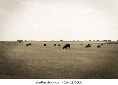 Group Of Black And Brow Cows Grazing Grass On Large Ranch With Metal Wire Fencing In Waxahachie, Texas, America. Pasture Raised Cattle On Prairie Under Cloud Blue Sky At Farm Ranch.