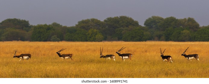 A group of Black Buck Males in Grasslands