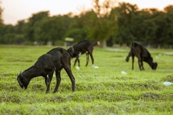 A Group Of Black Goats Grazing On Green Grass In The Meadow