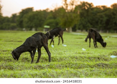 A group of black goats grazing on green grass in the meadow - Powered by Shutterstock