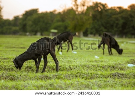A group of black goats grazing on green grass in the meadow