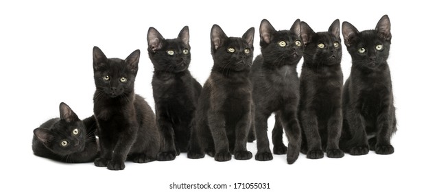 Aaaargh, she's got a camera! Pretty cats, Cats and kittens, Beautiful cats
