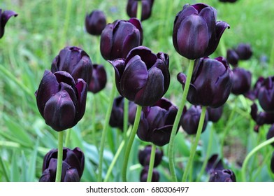 Group of black tulips at Sapporo