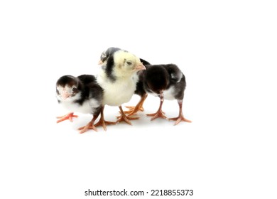 Group Black And White Baby Chicken Isolated On White Background