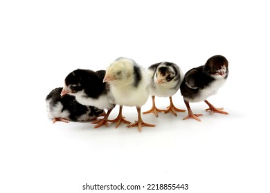 Group Black And White Baby Chicken Isolated On White Background