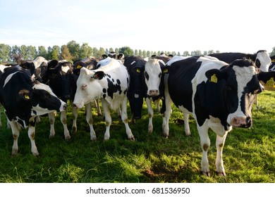 Group Black White Cows Holland Stock Photo (edit Now) 681536950