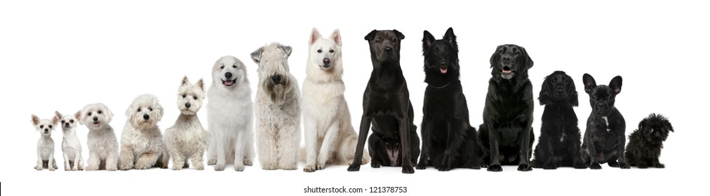 Group Of Black And White Dogs Sitting In A Row Against White Background