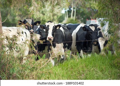 3,054 Holstein friesian cattle Images, Stock Photos & Vectors ...