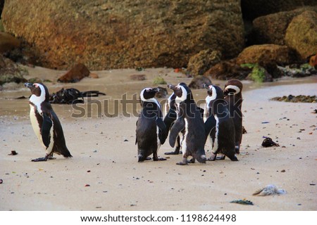 A group of black and white penguins on the beach having an evening meeting with one penguin standing alone. Penguin singled out apart from the others and looking to the ocean. Wildlife in South Africa