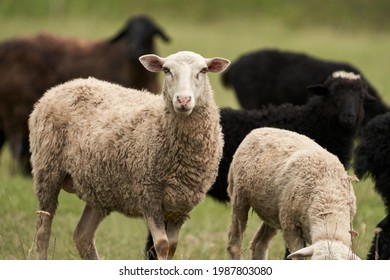 A group of black and white sheep graze in a green meadow. Selective focus.                               