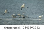 A group of black-faced spoonbills feeding on the Shenzhen Bay beach.