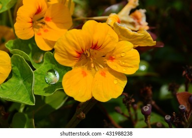 Group of Bloomed Nasturtiums in Garden - Shutterstock ID 431988238
