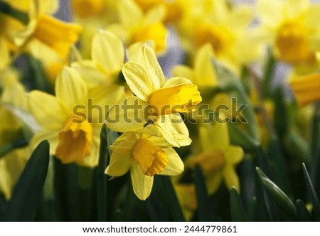 A Group of blooming Daffodils