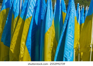 A group of blue flags with yellow stars, displayed at an event or ceremony against a blurred grassy background a - Powered by Shutterstock