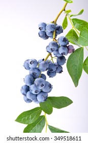 Group of blueberries with leaves on a branch. Studio shoot.