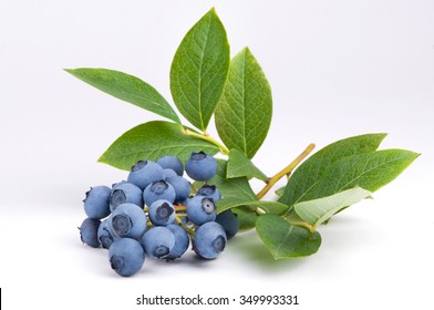Group of blueberries with leaves on a branch. Studio shoot.