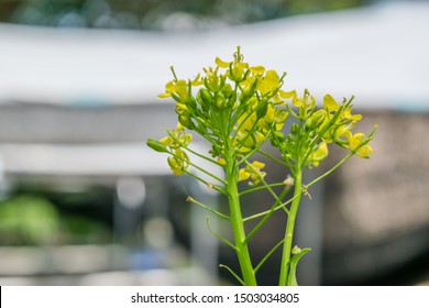 Group Of Bok Choy Flower In Farm