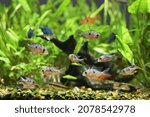 A group of Bolivian rams (Mikrogeophagus altispinosus) facing each other in an aquarium
