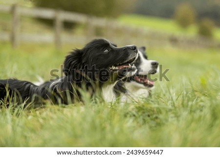 A group of border collie dogs playing together on a meadow outdoors