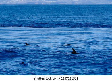 a group of bottlenose dolphins - Shutterstock ID 2237221511