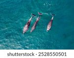 group of Bottlenose dolphins in blue cortez sea aerial drone view in loreto bay california sur mexico