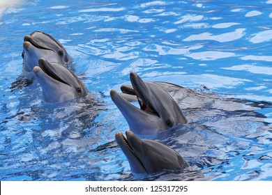 A Group Of  Bottlenose Dolphins, Tursiops Truncatus,