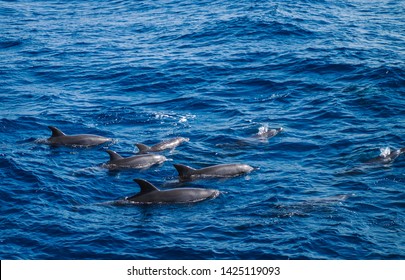 A Group Of Bottlenose Dolphins  (Tursiops Truncatus) Swimming In The Hurghada Red Sea, Egypt