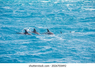 A Group Of Bottlenose Dolphins (Tursiops Truncatus) Swimming In The Hurghada Red Sea, Egypt