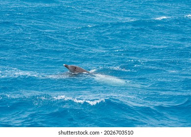 A Group Of Bottlenose Dolphins (Tursiops Truncatus) Swimming In The Hurghada Red Sea, Egypt