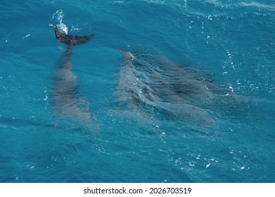 A Group Of Bottlenose Dolphins (Tursiops Truncatus) Swimming In The Hurghada Red Sea, Egypt