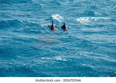 A Group Of Bottlenose Dolphins (Tursiops Truncatus) Swimming In The Hurghada Red Sea, Egypt