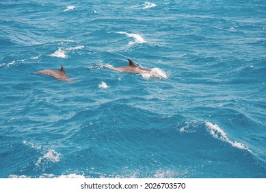 A Group Of Bottlenose Dolphins (Tursiops Truncatus) Swimming In The Hurghada Red Sea, Egypt