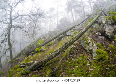 Group Of Boulders In The Deep Forest In The Mist. Creative Landscape Photography By Using Fish Eye Lens.