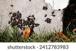 A group of boxelder bugs on the foundation of a house, horizontal 
