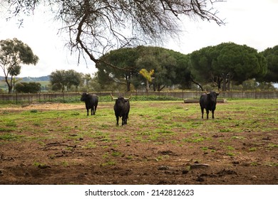 Group of brave bulls of black color and big horns looking defiantly in the middle of the field. Concept livestock, bravery, bullfighter, bullfight.