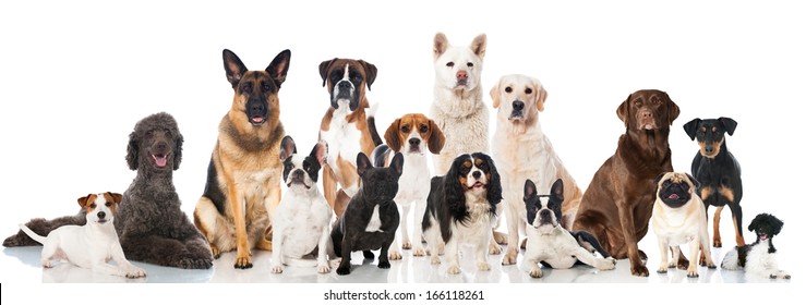 Group Of Breed Dogs
