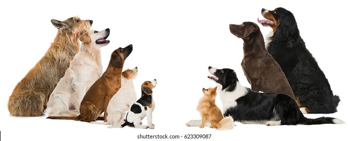 Group of breed dogs - Shutterstock ID 623309087