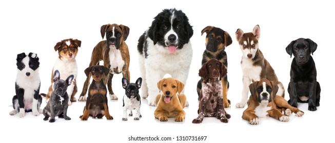 Group Of Breed Puppies On White Background