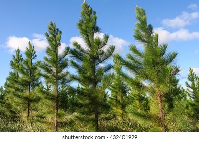 Group Of Bright Green Pine Trees In Forestry Plantation With Blue Sky. Australia.