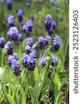 group of broad-leaved grape hyacinth (Muscari latifolium)